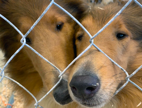 rescued collies